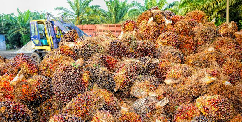 Pourquoi toujours plus d’huile de palme dans l’essence française ? Plaidoyer pour le bioéthanol français
