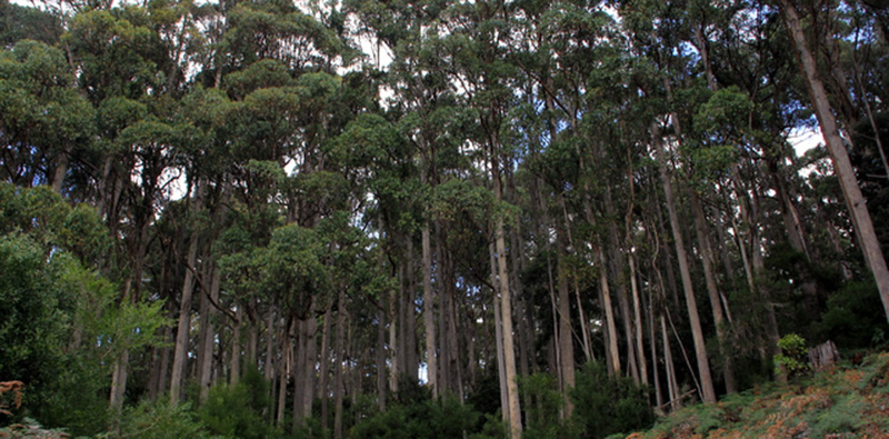 Cameroun: Eneo mise désormais sur les forêts d’eucalyptus de l’Ouest pour ses poteaux bois “en raison de l’inaccessibilité” dans le Nord-Ouest