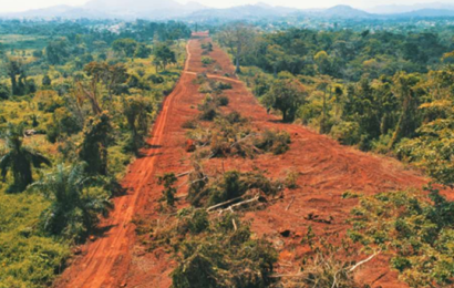 Cameroun : le bois coupé le long de la ligne de transport d’électricité du projet Nachtigal sera remis au Minfof et “à la population locale” (NHPC)